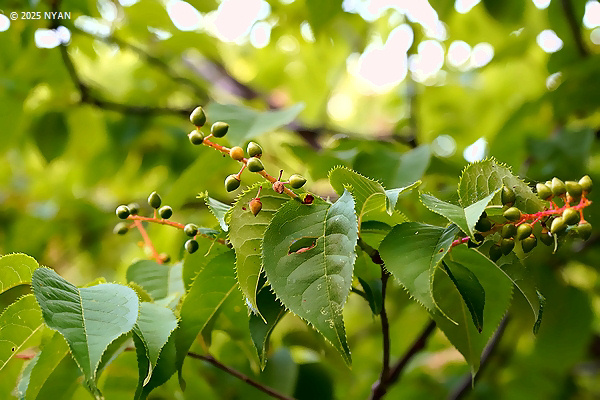 ウワミズザクラ（上溝桜、バラ科）