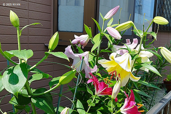 ユリの園芸種（百合、ユリ科）