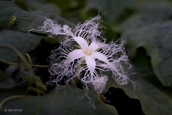 カラスウリ（烏瓜・唐朱瓜、ウリ科）