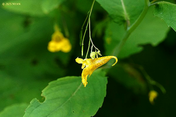 キツリフネ（黄釣船、ツリフネソウ科）