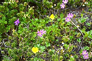 エゾコザクラ（蝦夷小桜、サクラソウ科）