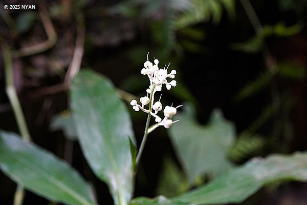 ヤブミョウガ（薮茗荷、ツユクサ科）