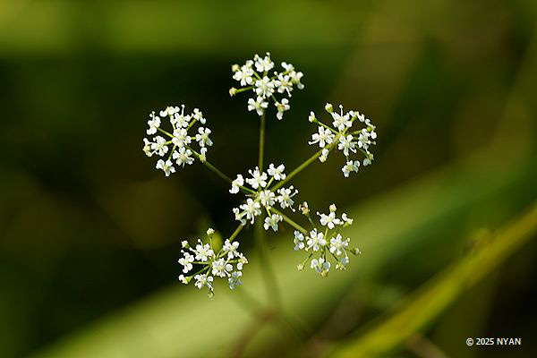 ムカゴニンジン（珠芽人参、セリ科）