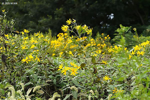 キクイモ（菊芋、キク科）