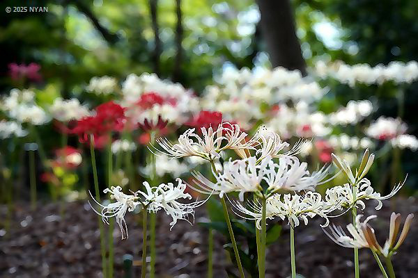 ヒガンバナ（彼岸花、ヒガンバナ科）