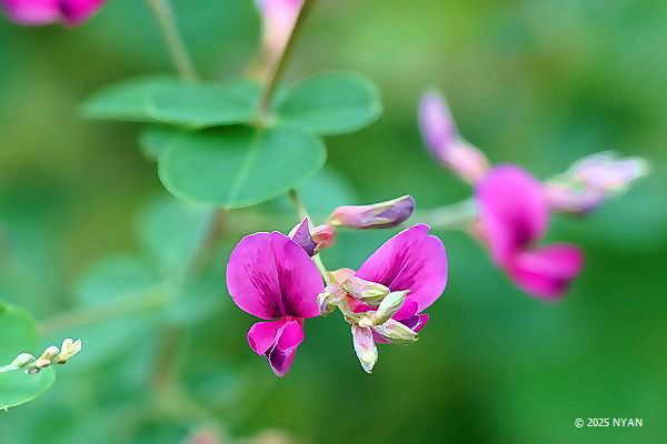 ヤマハギ（山萩、マメ科）