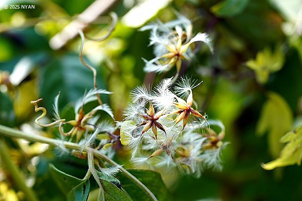 センニンソウ(仙人草、キンポウゲ科) センニンソウ(仙人草、キンポウゲ科)