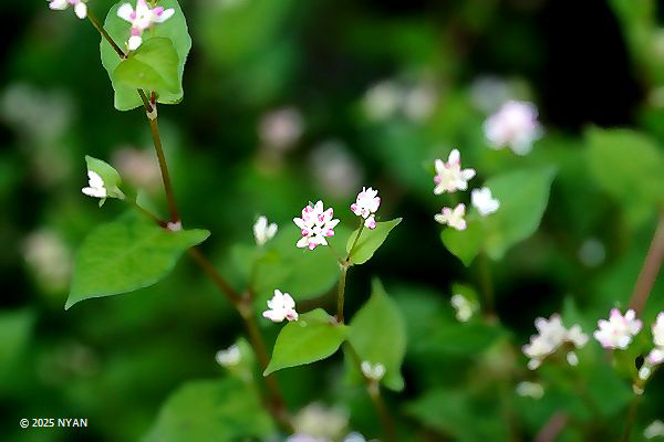 ミゾソバ（溝蕎麦、タデ科）