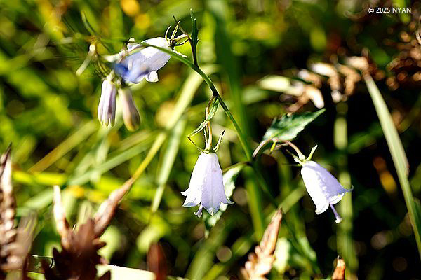 ツリガネニンジン（釣鐘人参、キキョウ科）