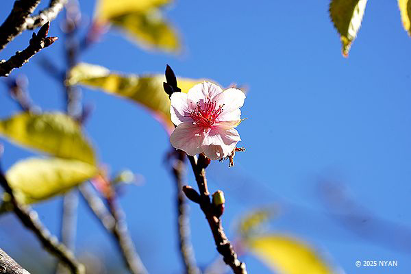 サクラ属（桜属、バラ科）