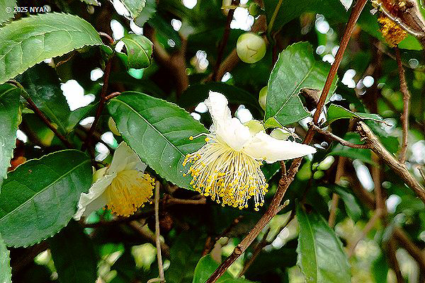 チャノキ（茶の木、ツバキ科）