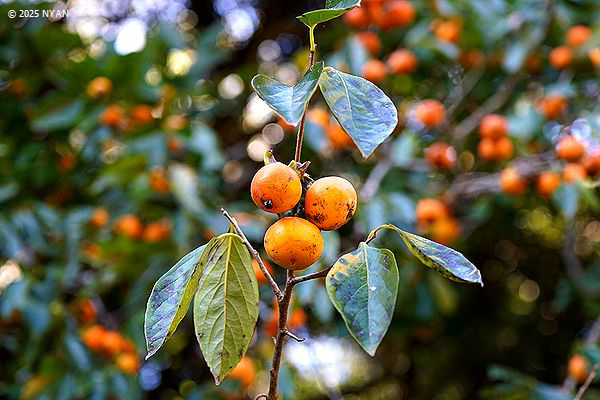 カキノキ属（柿の木属、カキノキ科）