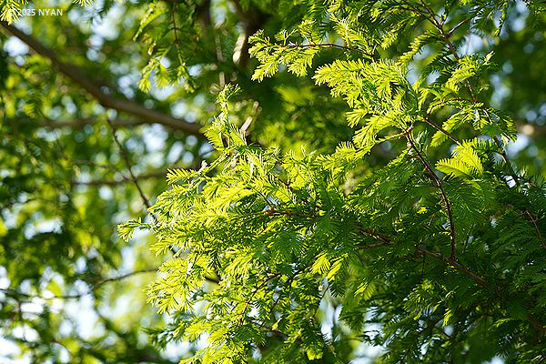 メタセコイヤ（曙杉、ヒノキ科）