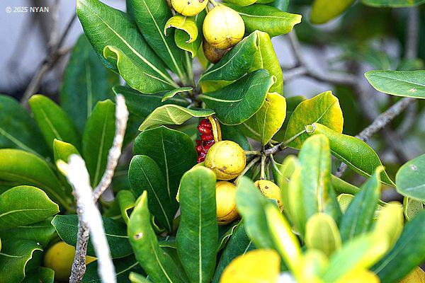 トベラ（扉、トベラ科）