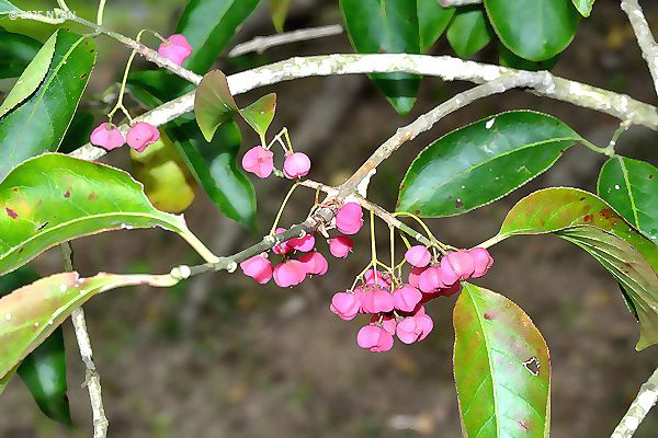 マユミ（檀・真弓、ニシキギ科）