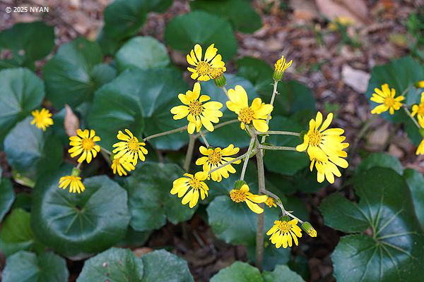 ツワブキ（石蕗、キク科）