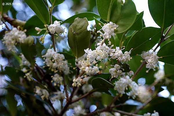 ヒイラギ（柊・柊木、モクセイ科）