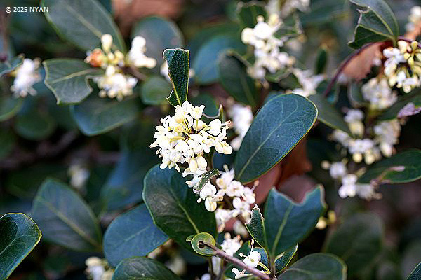 マルバヒイラギ（丸葉柊、モクセイ科）