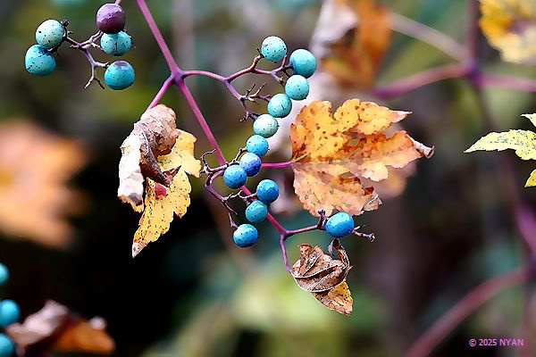 ノブドウ（野葡萄、ブドウ科）