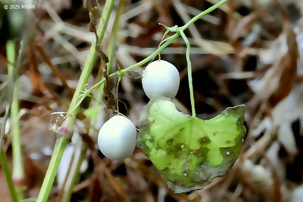 スズメウリ（雀瓜、ウリ科）