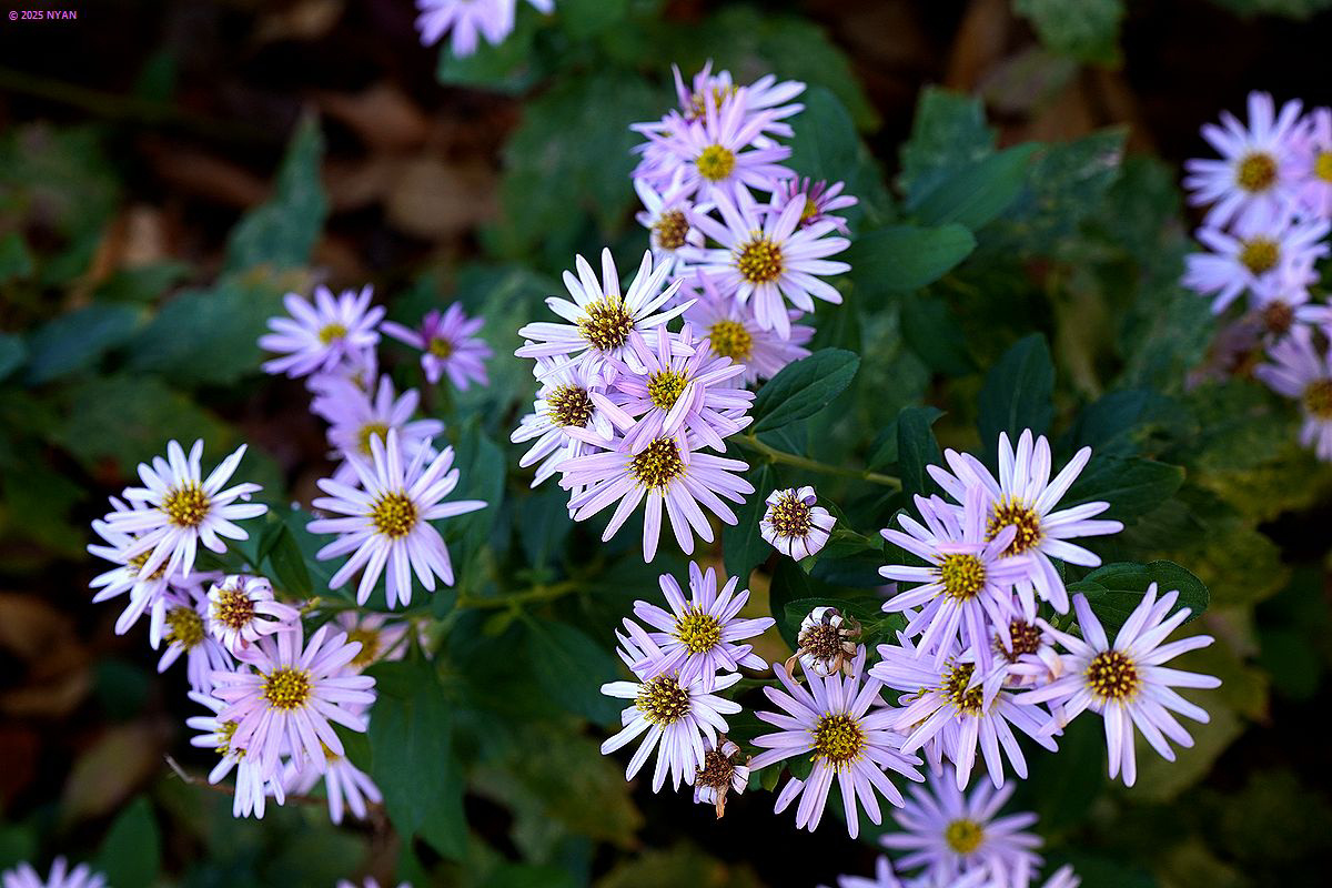 ノコンギク（野紺菊、キク科）