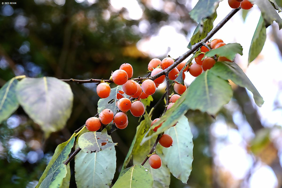 リュウキュウマメガキ（琉球豆柿、カキノキ科）