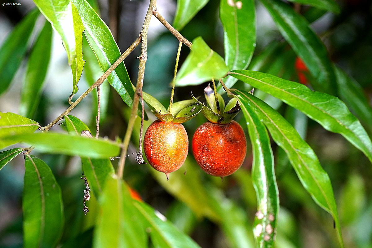 シセントキワガキ（四川常盤柿、カキノキ科）