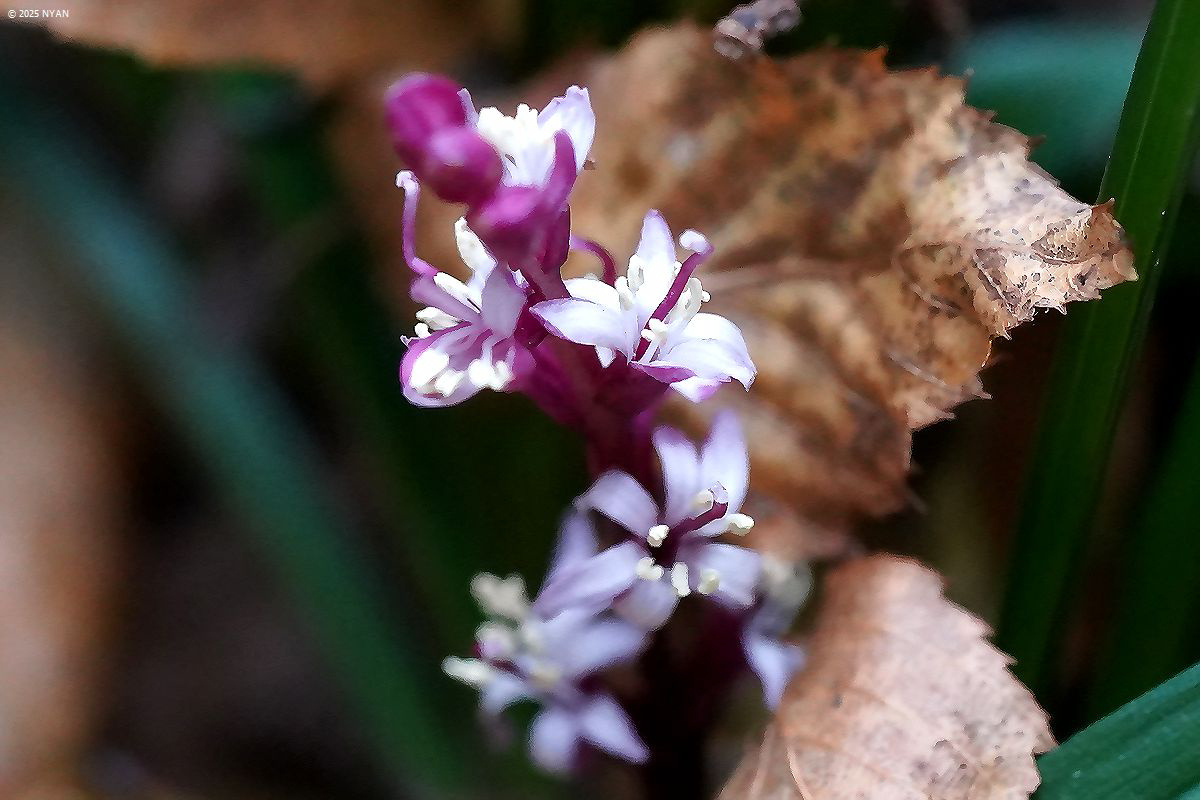 キチジョウソウ（吉祥草、キジカクシ科）