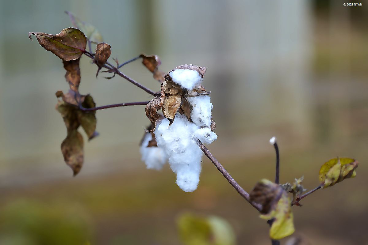 ワタ属（綿属、アオイ科）