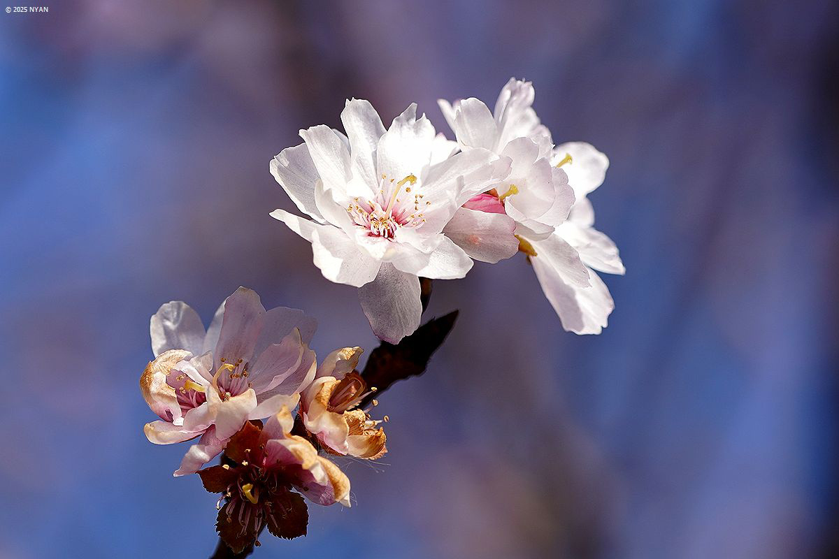 ジュウガツザクラ（十月桜、バラ科）
