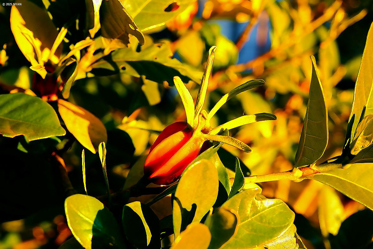 クチナシ（梔子、アカネ科）