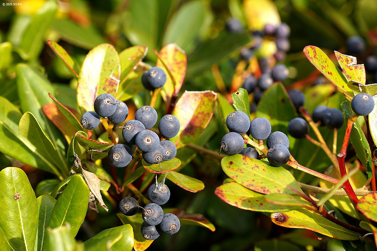 シャリンバイ（車輪梅、バラ科）