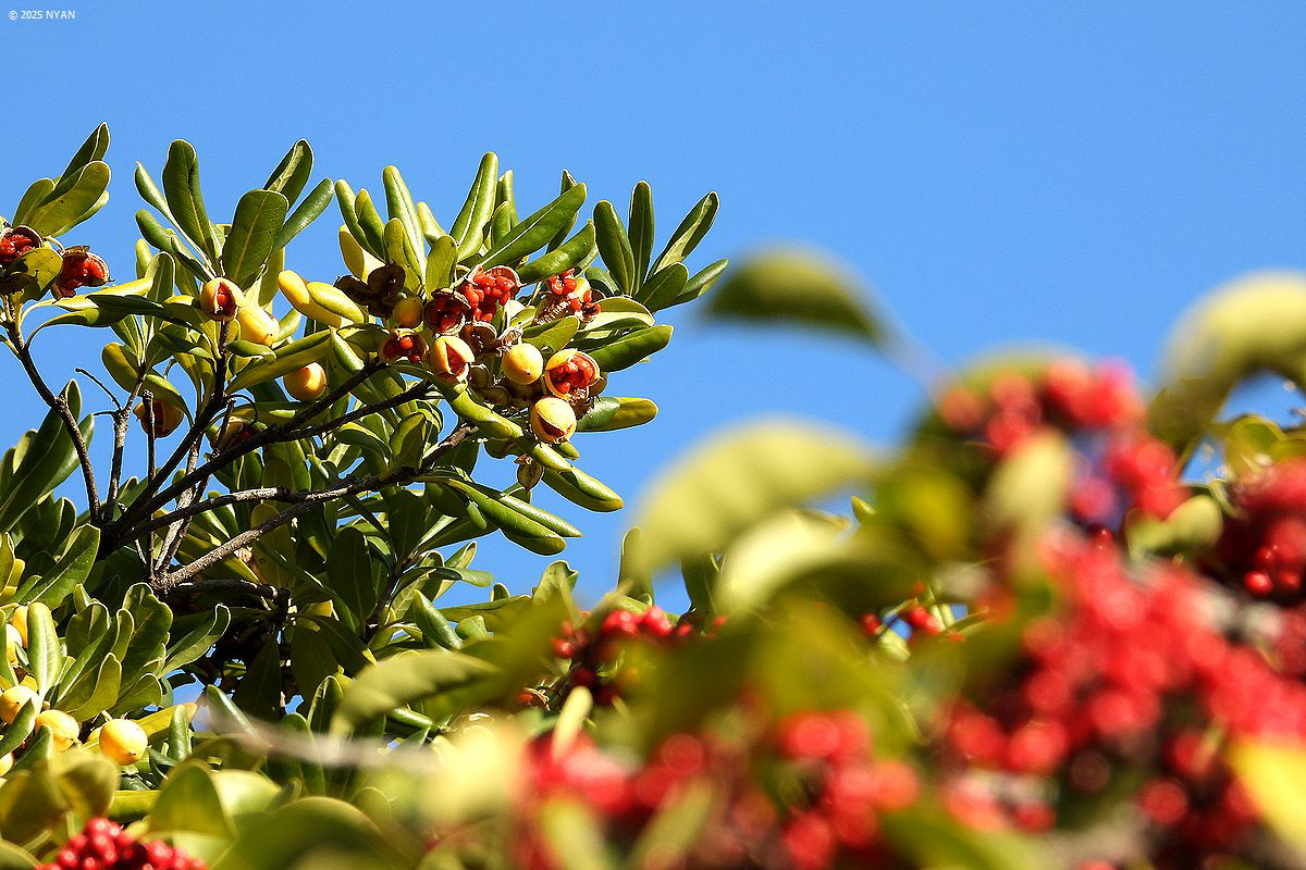トベラ（扉、トベラ科）