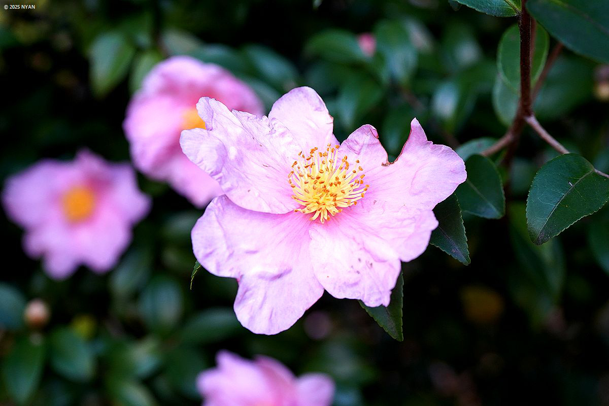 サザンカ（山茶花、ツバキ科）