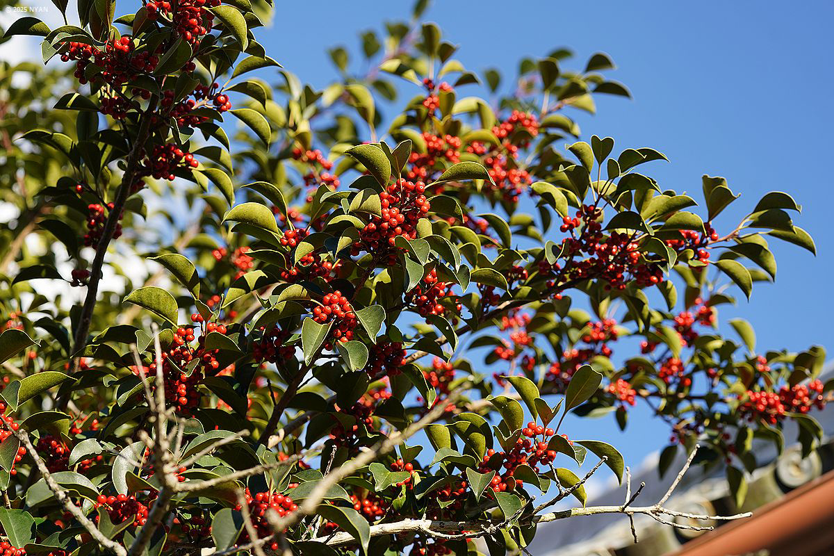 クロガネモチ（黒鉄黐、モチノキ科）