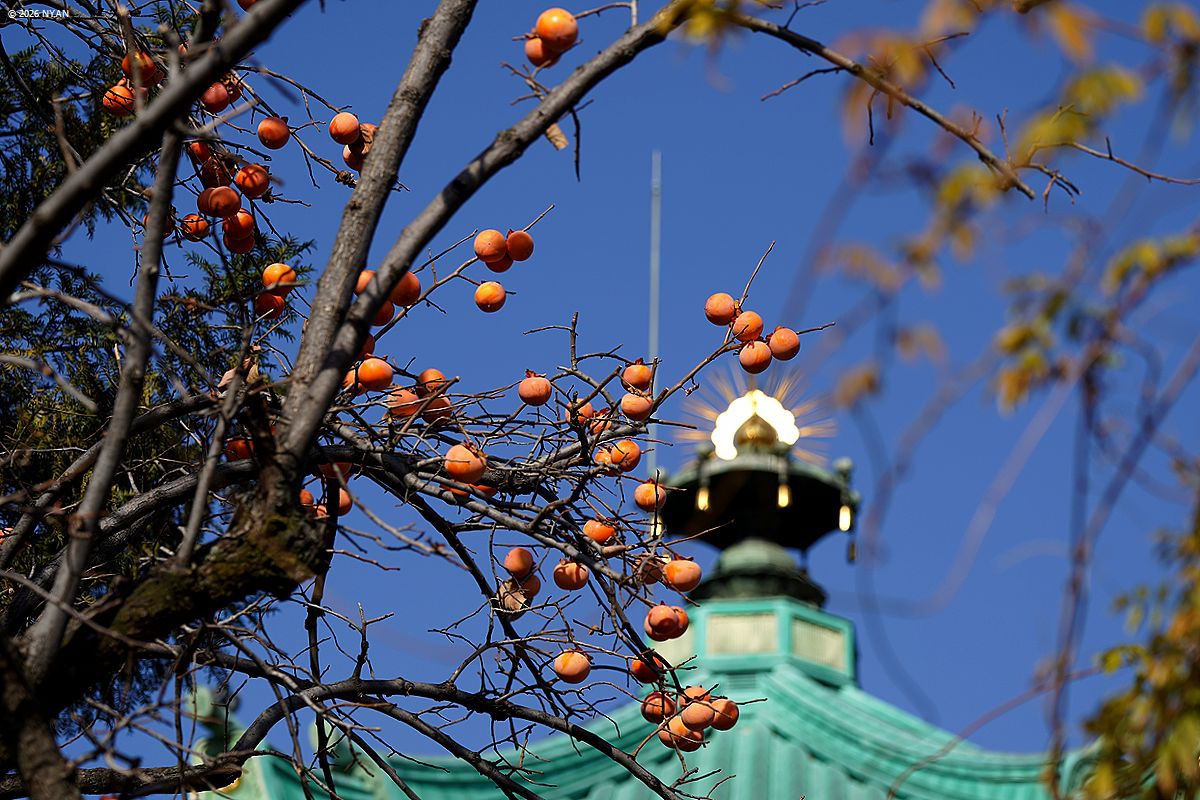 カキノキ属（柿の木属、カキノキ科）
