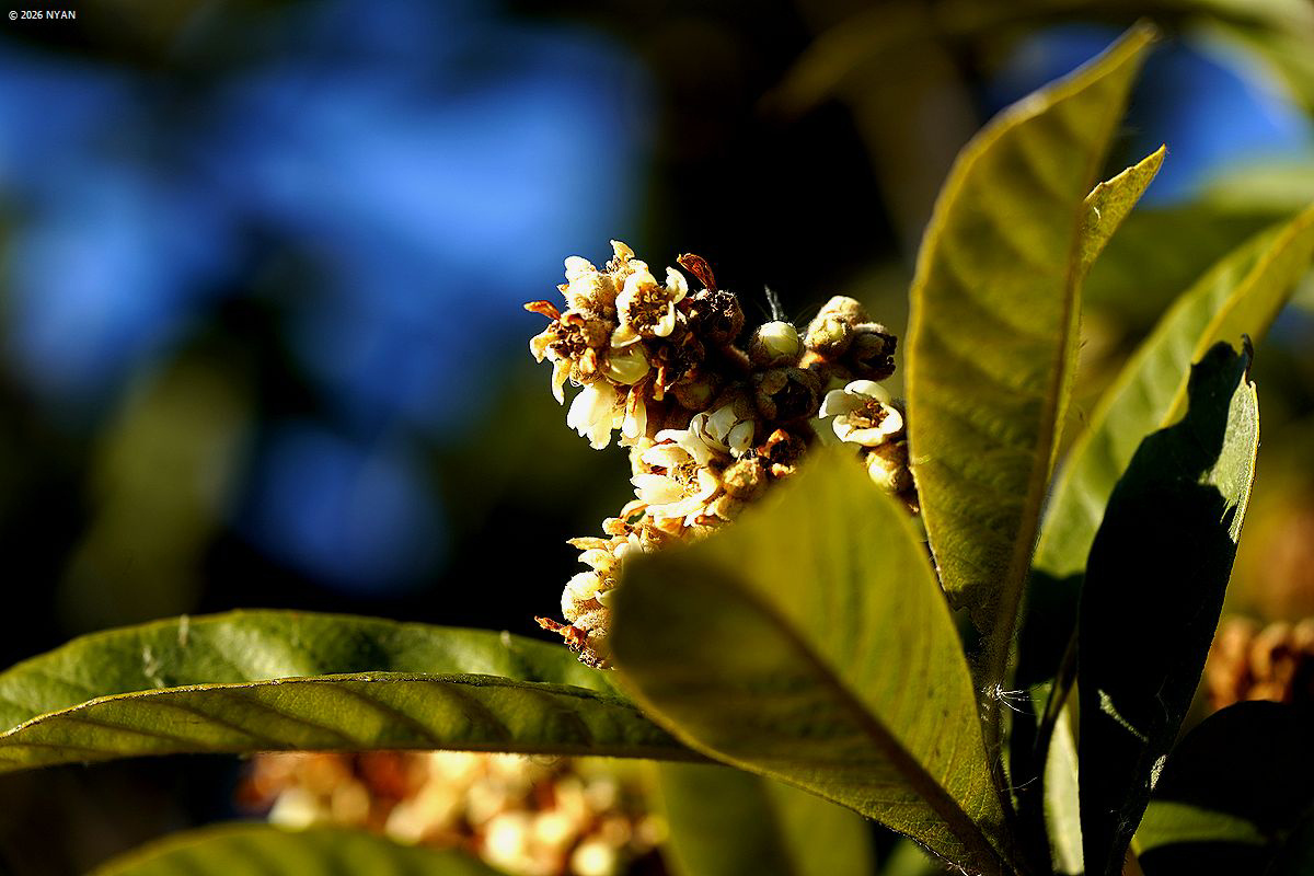 シャリンバイ（車輪梅、バラ科）