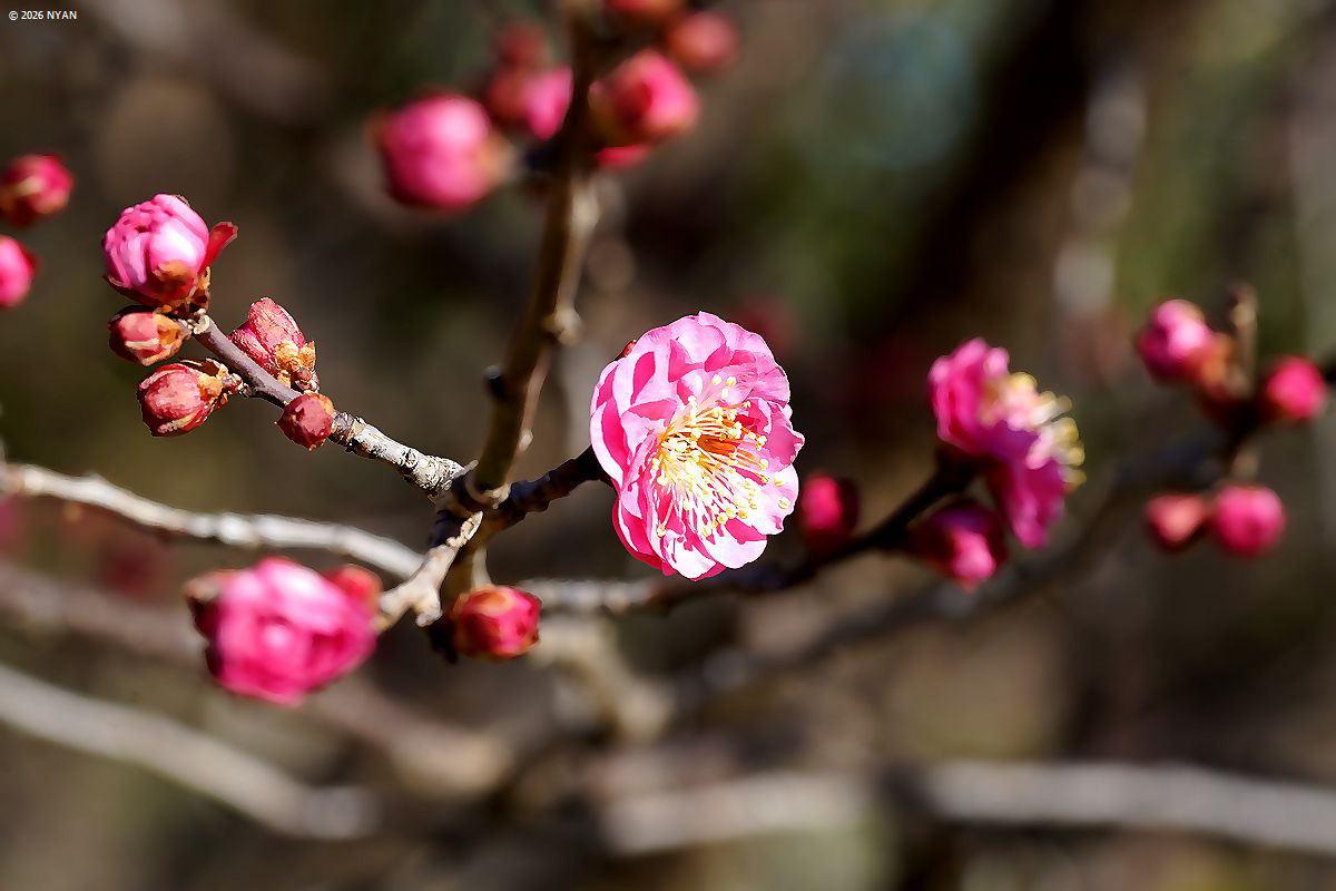 ウメ（梅、バラ科）