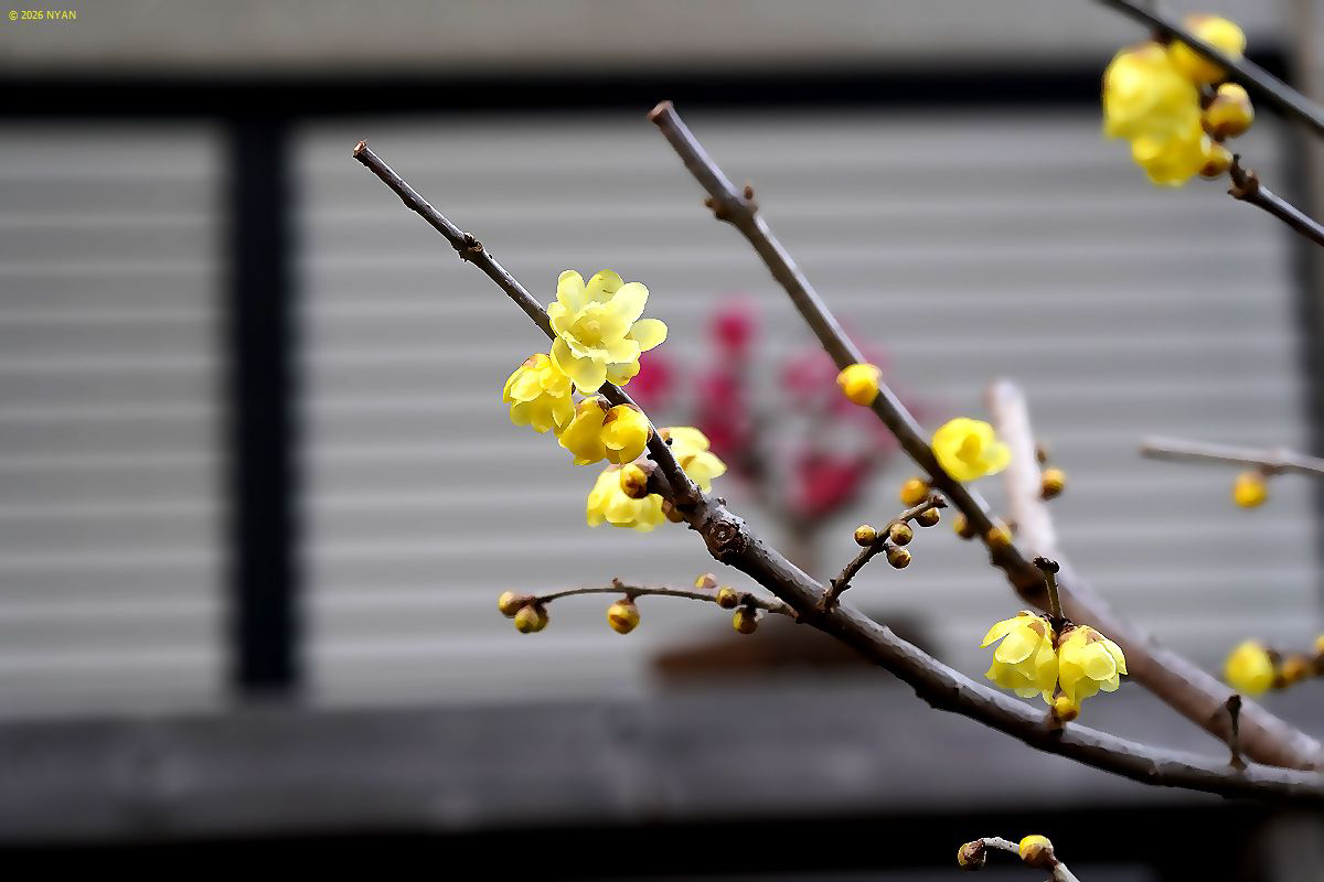 ソシンロウバイ（素心蝋梅、ロウバイ科）
