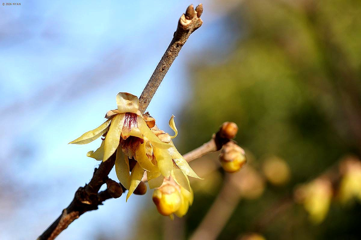 ロウバイ（蝋梅、ロウバイ科）