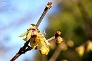 ロウバイ（蝋梅、ロウバイ科）