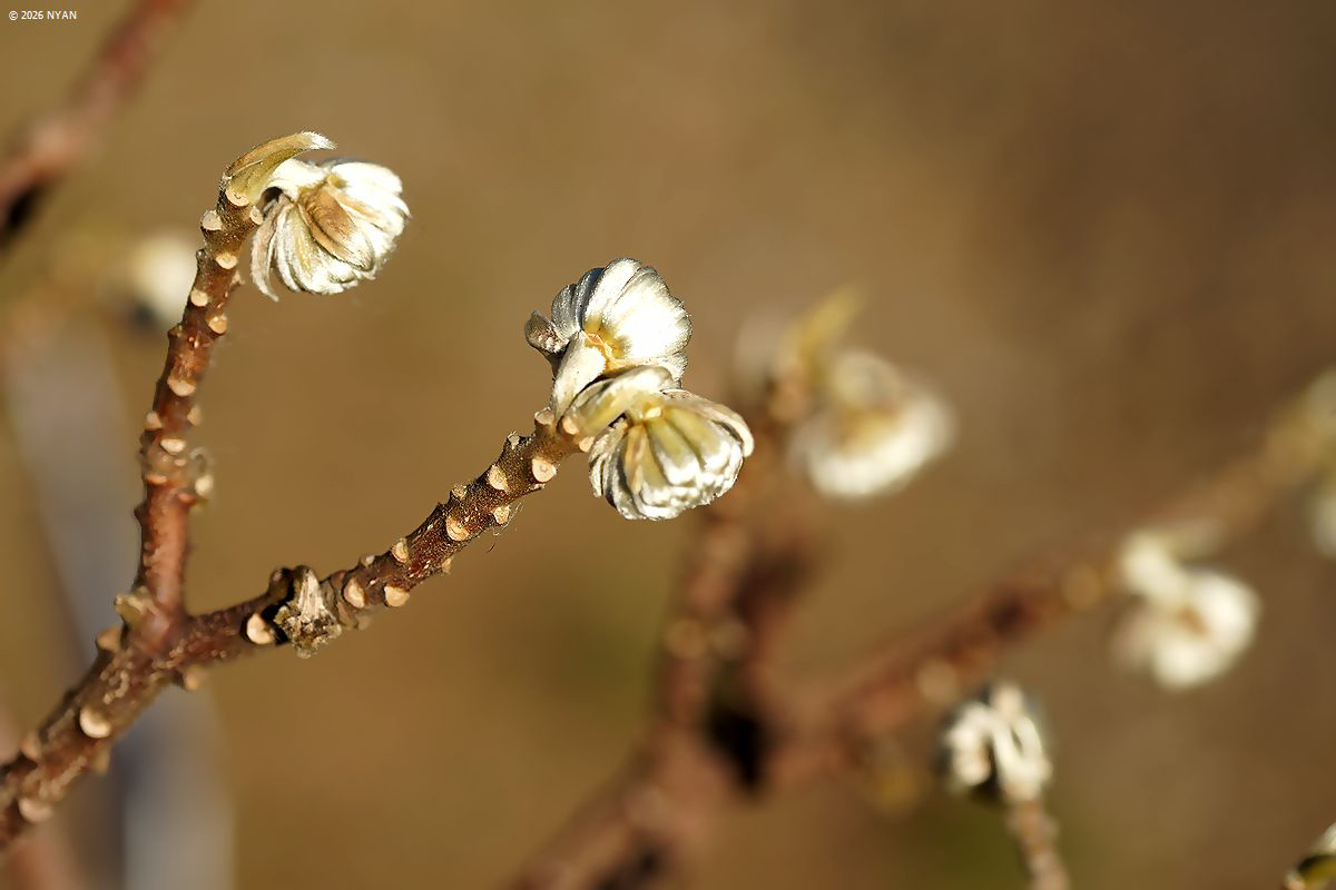 ミツマタ（三椏、ジンチョウゲ科）