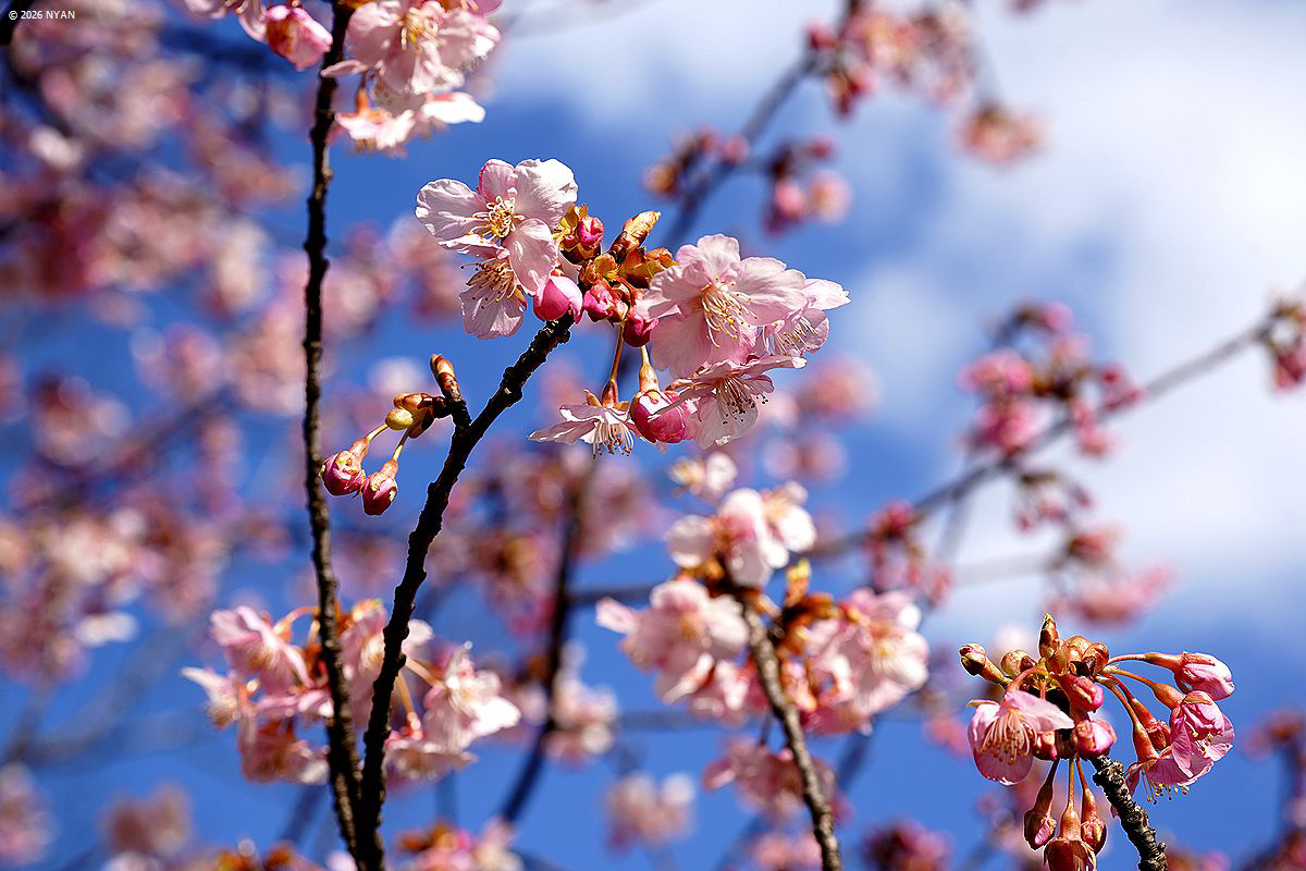 カワヅザクラ（河津桜、バラ科）