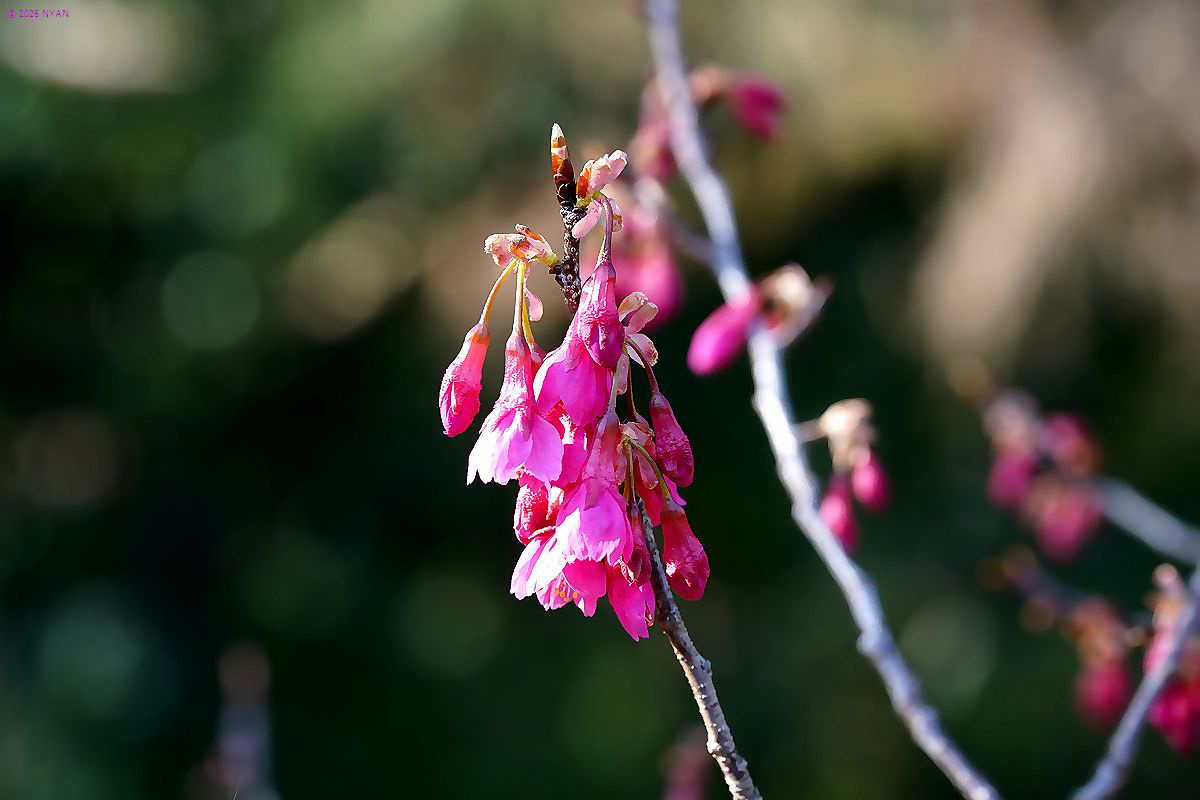 カンヒザクラ（寒緋桜、バラ科）