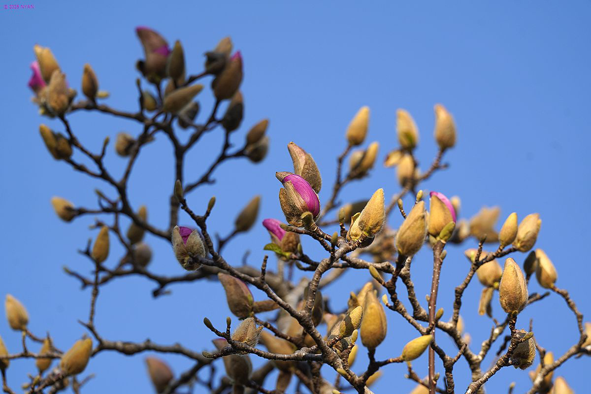 モクレン（木蓮、モクレン科）