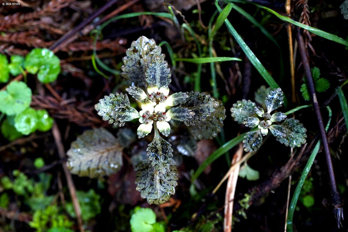 ヨゴレネコノメ（汚猫の目、ユキノシタ科）