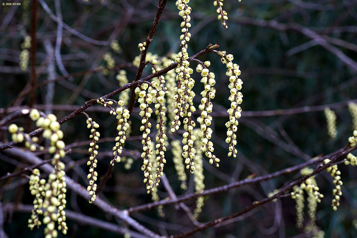 キブシ（木五倍子、キブシ科）