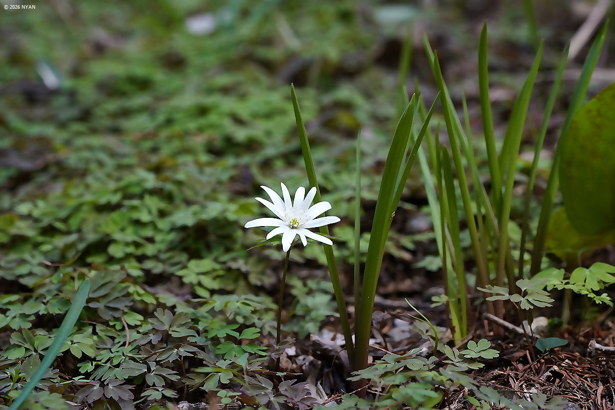 キクザキイチゲ（菊咲一華、キンポウゲ科）