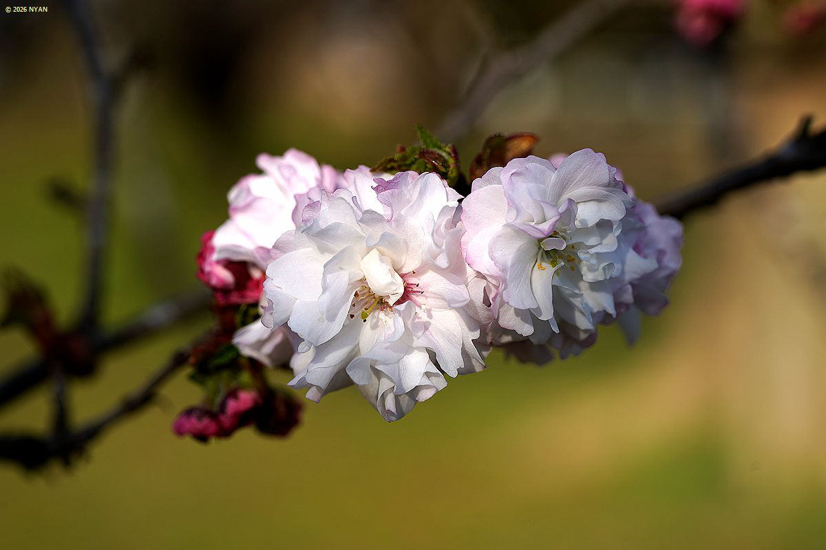 ヒナギクザクラ（雛菊桜、バラ科）