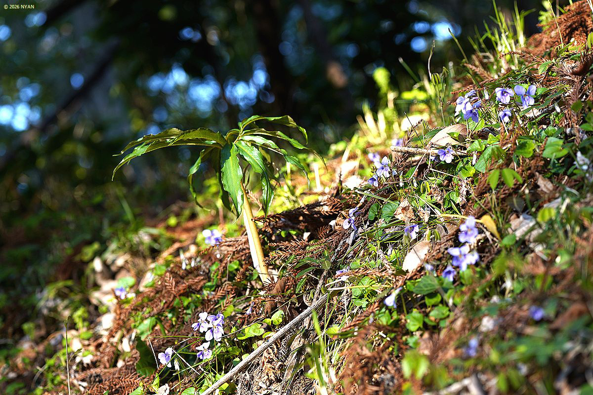 ウラシマソウ（浦島草、サトイモ科）